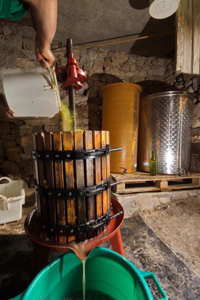 Operator pours the crushed grapes to make Txakoli white wine with traditional techniques.