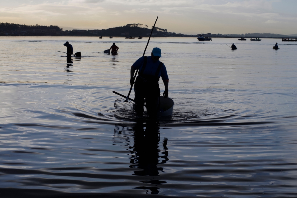 Harvesting shellfish is a legally regulated practice in Galicia.