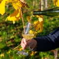 txakoli