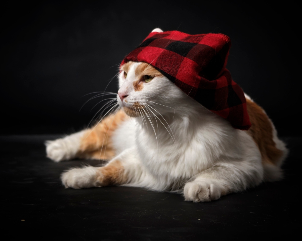 gato con la tradicional bufanda de Zaragoza llamada Cachirulo en honor a las festividades del Pilar
