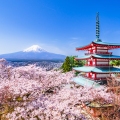 Flores de cerezo, la Pagoda Chureito y el Monte Fuji.