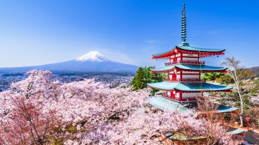 Flores de cerezo, la Pagoda Chureito y el Monte Fuji.