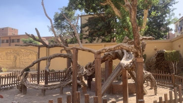 Mary's tree Matariyya