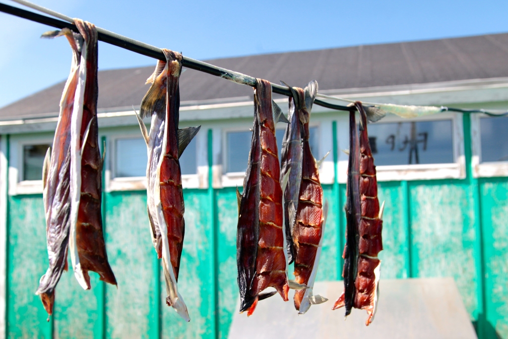 Stockfish in the Greenlandic village Maniitsoq.