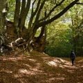Caminata por el bosque de otoño: caminante solitario en el sendero iluminado con motas de 'baño romano' a través del majestuoso bosque, cerca de Bakonynana, en las colinas de Bakony