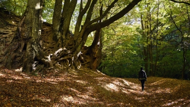 Caminata por el bosque de otoño: caminante solitario en el sendero iluminado con motas de 'baño romano' a través del majestuoso bosque, cerca de Bakonynana, en las colinas de Bakony