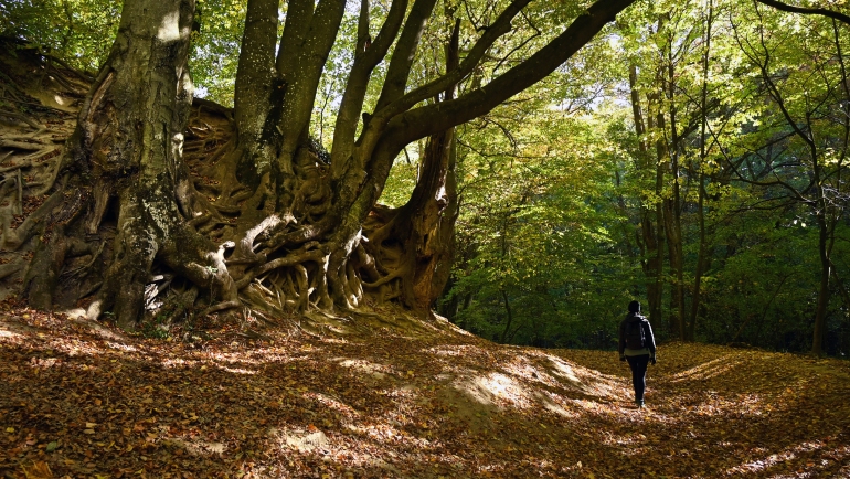Caminata por el bosque de otoño: caminante solitario en el sendero iluminado con motas de 'baño romano' a través del majestuoso bosque, cerca de Bakonynana, en las colinas de Bakony