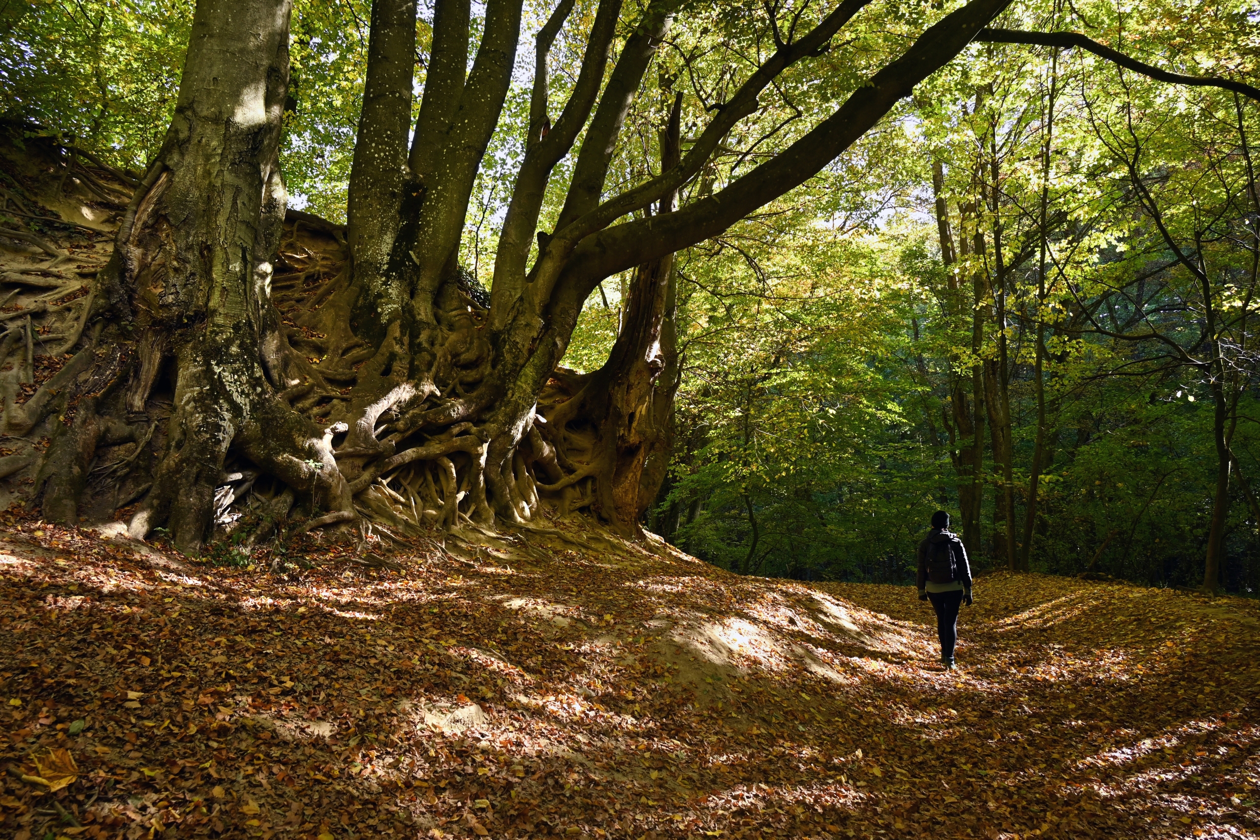 Caminata por el bosque de otoño: caminante solitario en el sendero iluminado con motas de 'baño romano' a través del majestuoso bosque, cerca de Bakonynana, en las colinas de Bakony