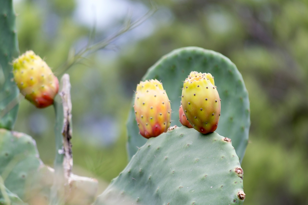 Prickly pears in the field. Malta