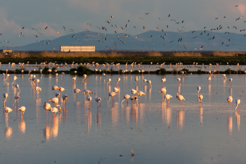 Beautiful view of flamingos wading in calm waters during sunset in Doñana National Park