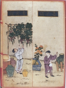 Winemaking. Illustrations from Shiwubencao, a dietetic herbal in four volumes dating from the Ming period (1368-1644).
