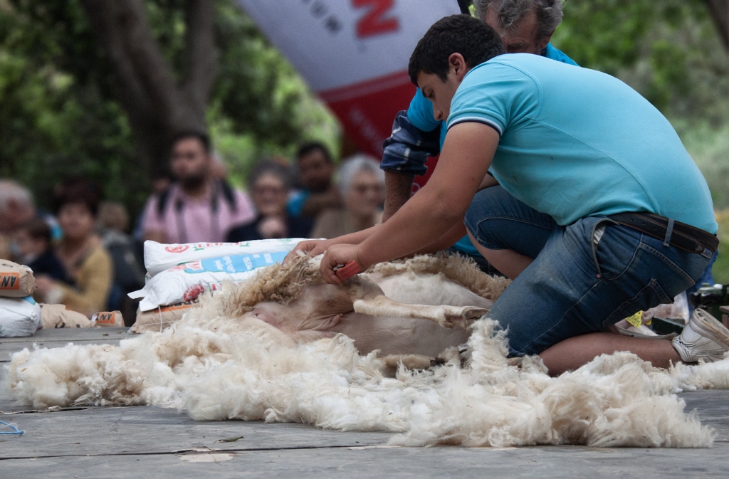 Farmers shearing sheep in the agricultural feast of Imnarja held in Buskett Rabat.
