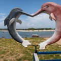 Delfines azules y rosados en Ilha do Amor