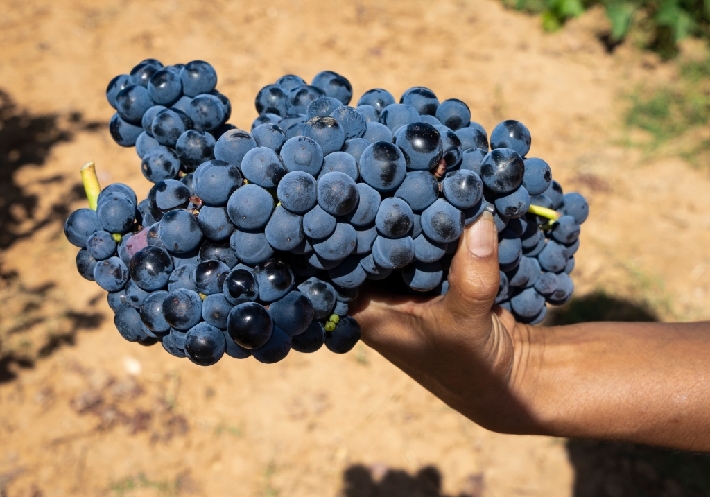 Large cluster of freshly picked Tempranillo grapes from the vineyards of the Ribera del Duero