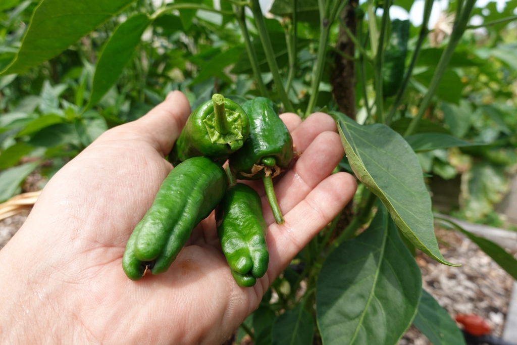 Padrón peppers ready to be harvested