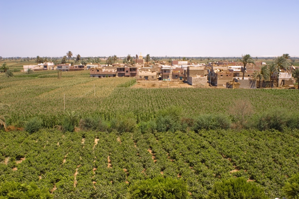 Vines agriculture on harvest time in El-Minya, Egypt.
